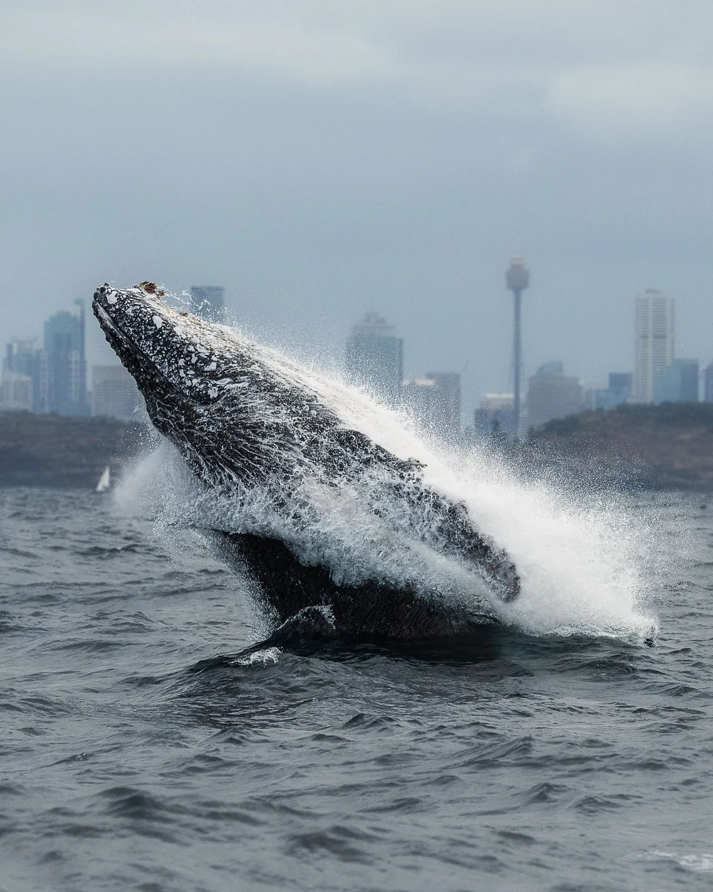 Breach city!

One of the many breaches on today's whale watching adventures. 

Great trips with active, jumping whales o