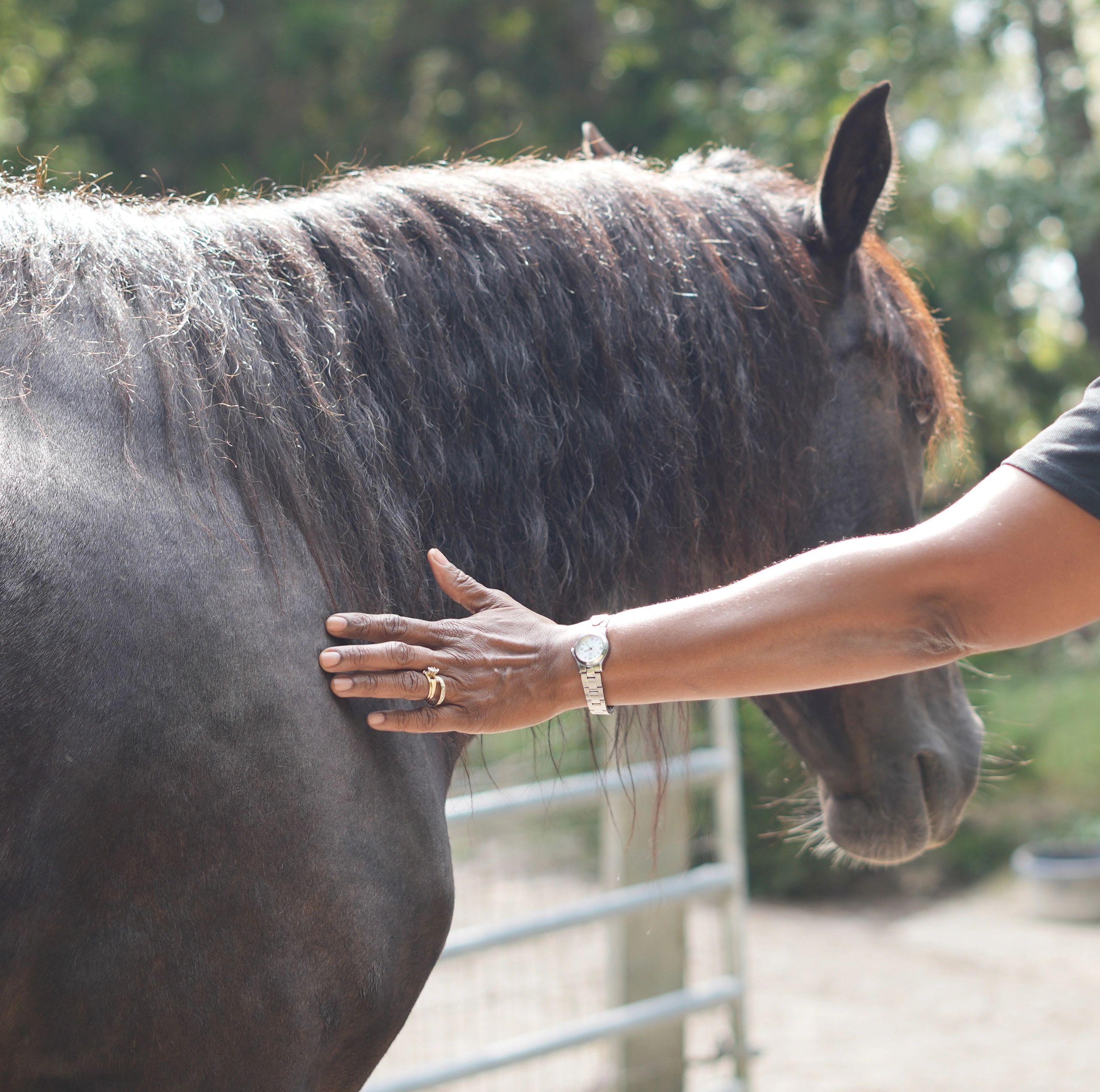 Nature's View  Equine Assisted Services and Training website thumbnail