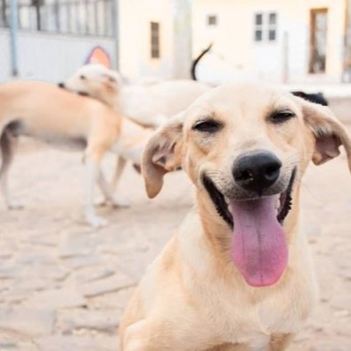 SImabo | Caring for stray animals in São VIcente, Cabo Verde thumbnail