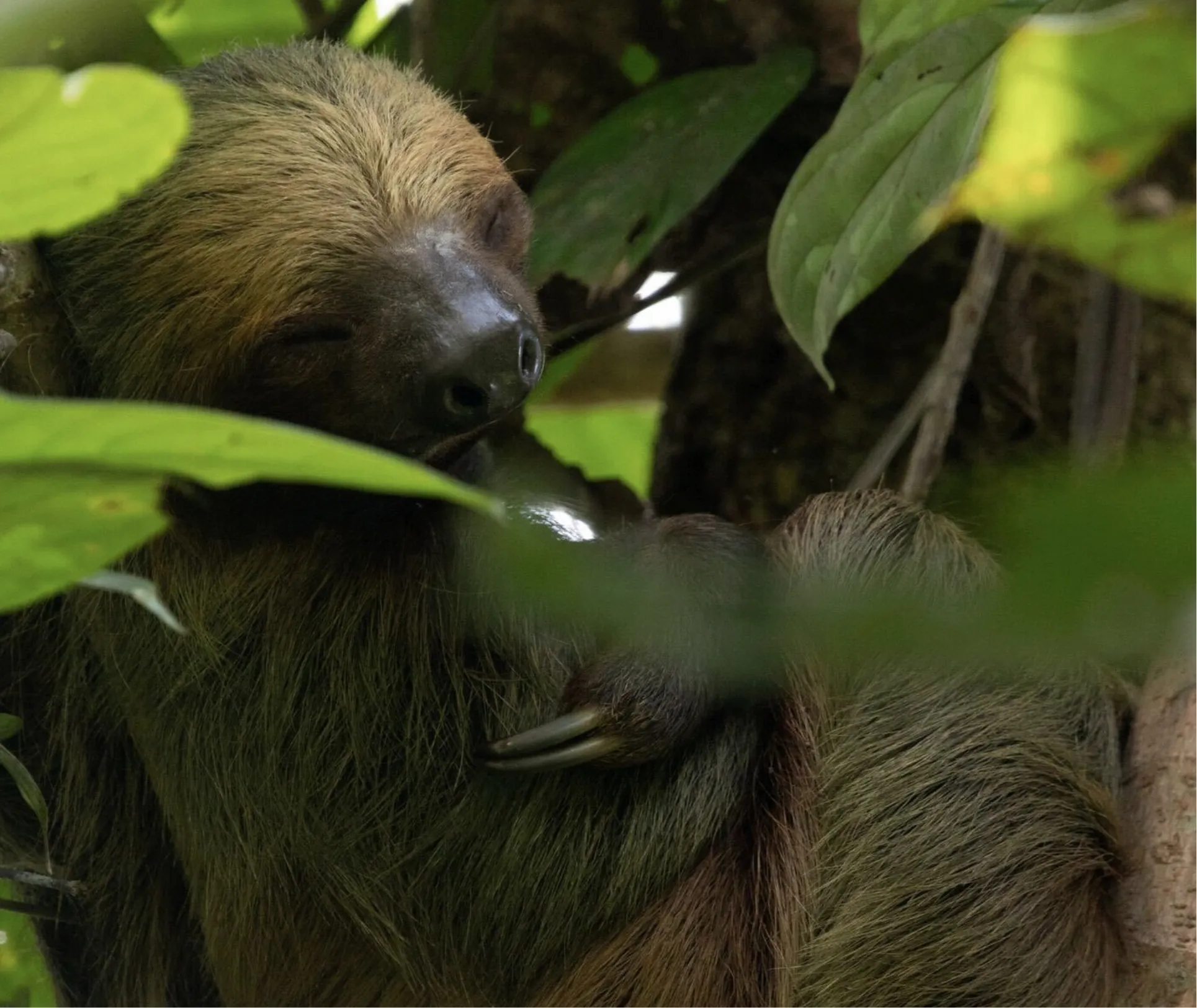 Mossy Earth | Rewilding Membership for Nature Lovers thumbnail