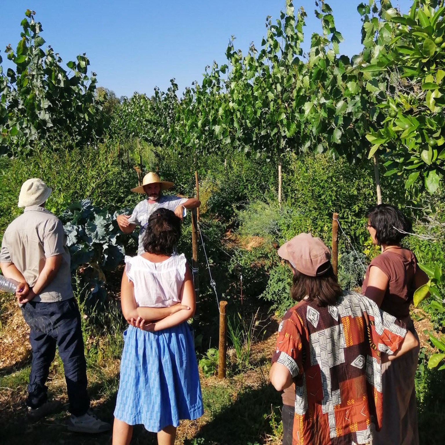Terra Sintrópica - regenerating the rural in Mértola, Alentejo thumbnail