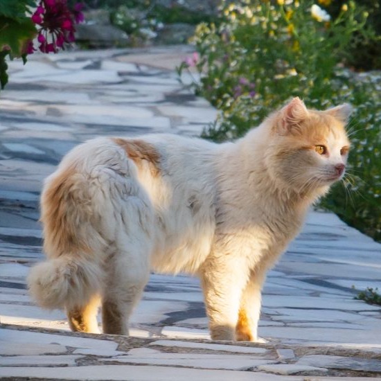 Syros Cats | helping stray cats in an island in Greece thumbnail
