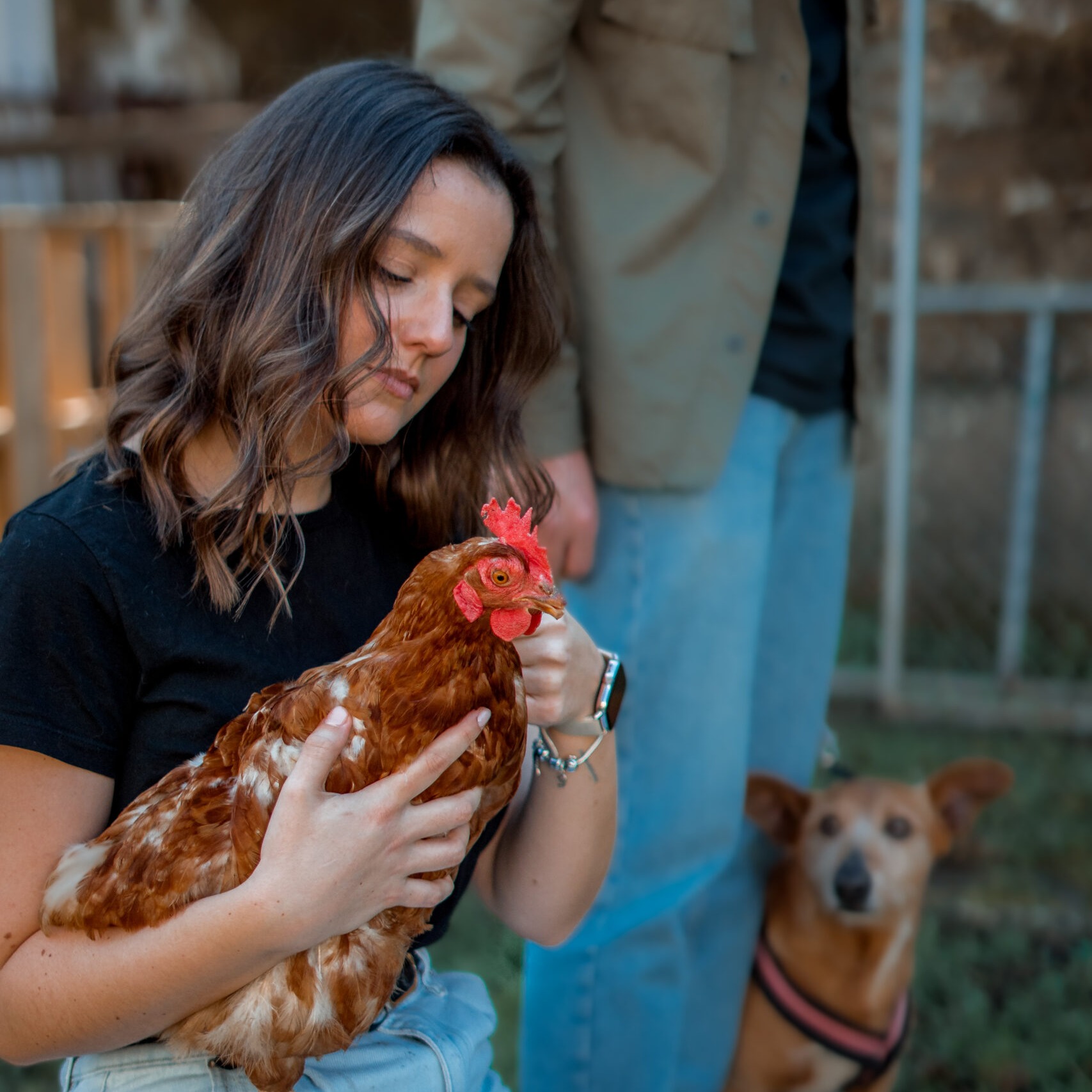 Frente Animal - pelo fim da exploração animal na indústria de carne, lacticínios e ovos thumbnail