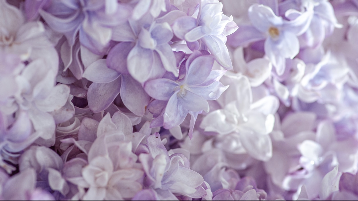 BioSite banner for @lilac