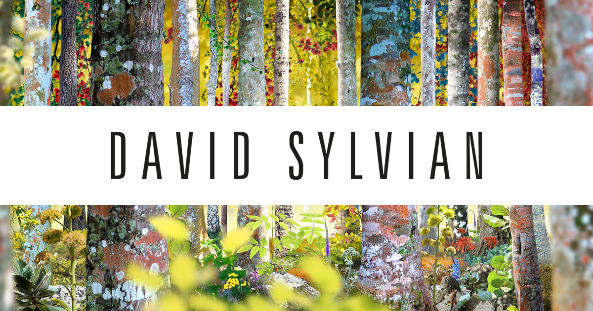 LULA FOR DAVID SYLVIAN  thumbnail