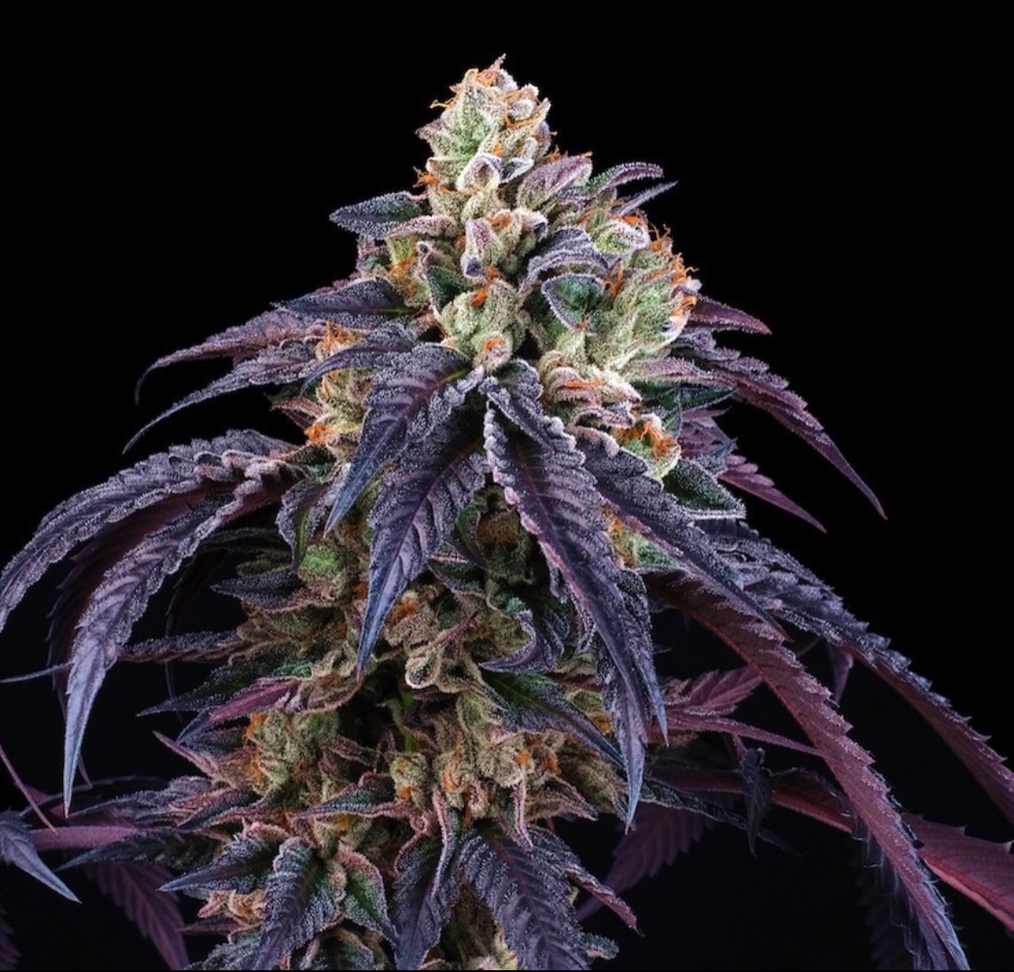  (@project_seeds) • Instagram photos and videos thumbnail