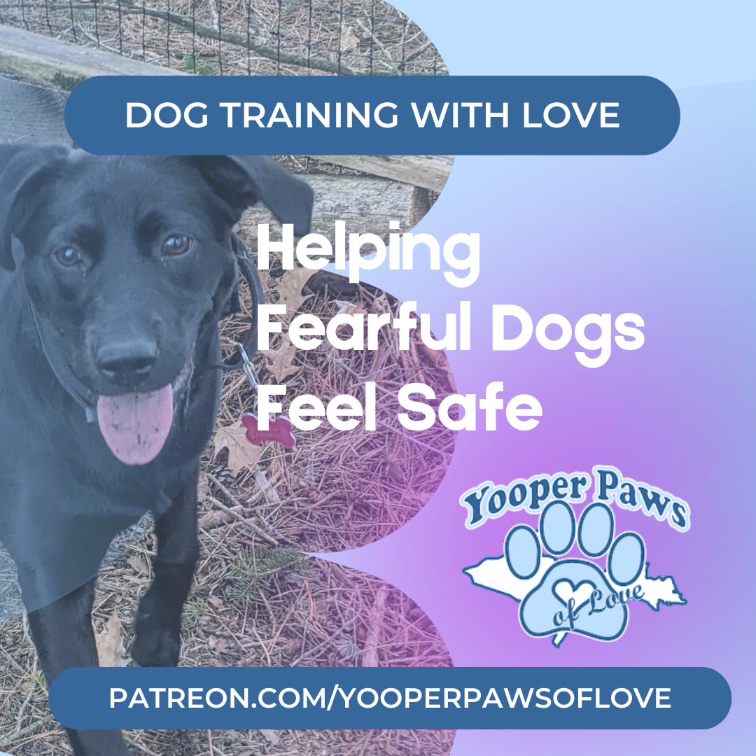 Helping Fearful Dogs Feel Safe - Free download! thumbnail