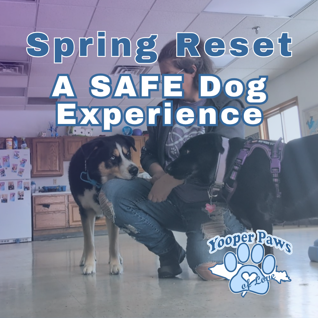 A SAFE Dog Experience thumbnail