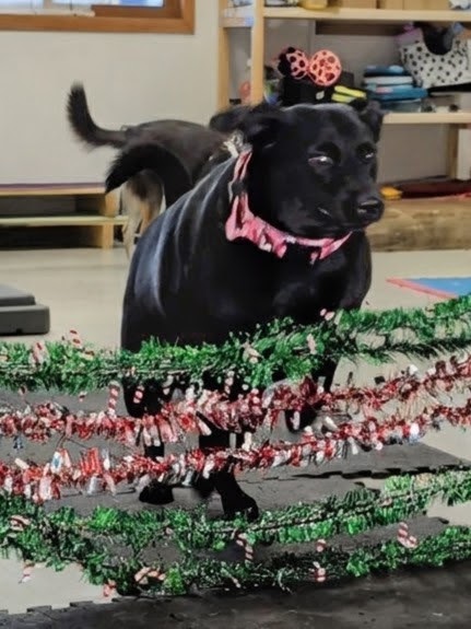 Play, Learn, Connect with Merry Movement Mania thumbnail