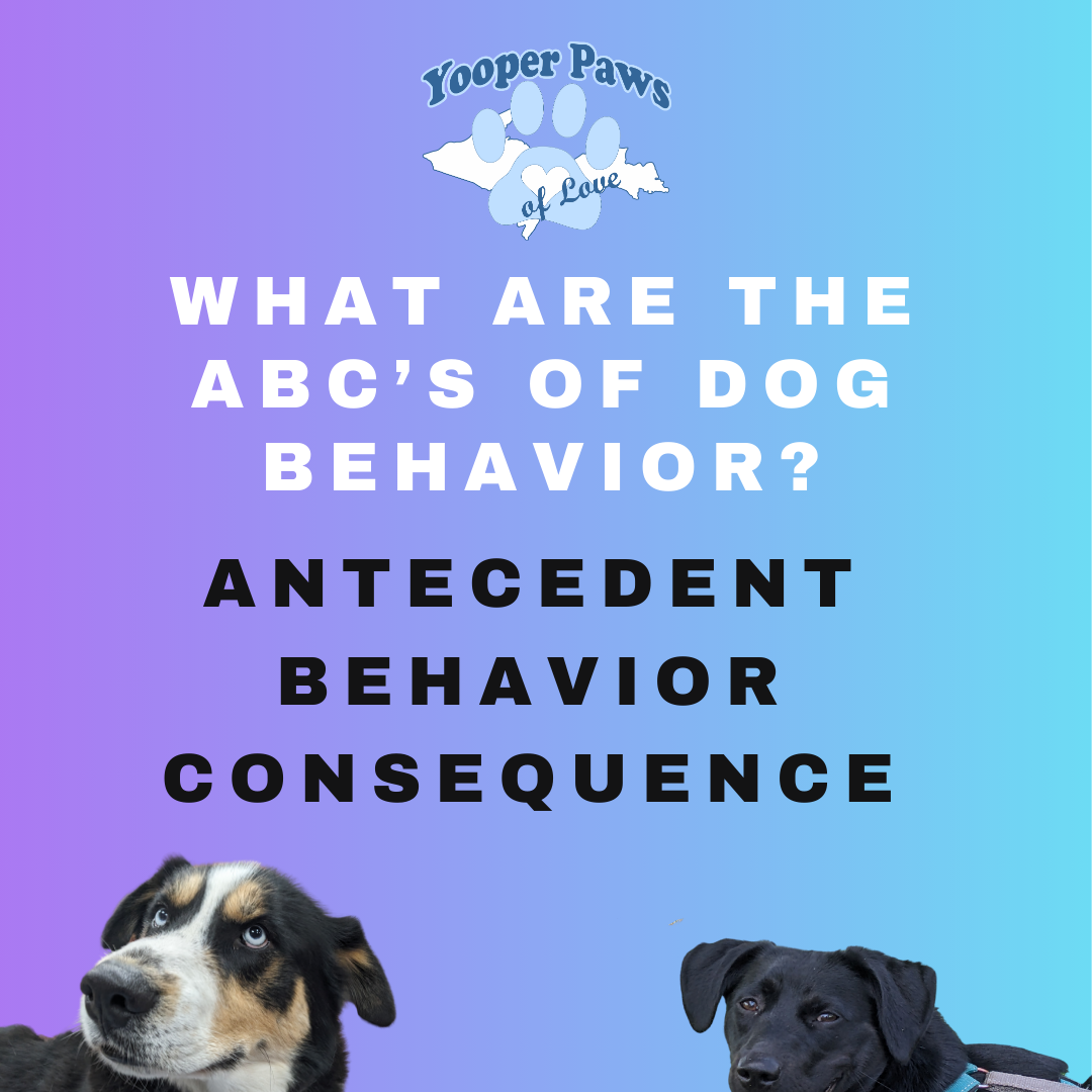 The ABC's of Dog Training thumbnail