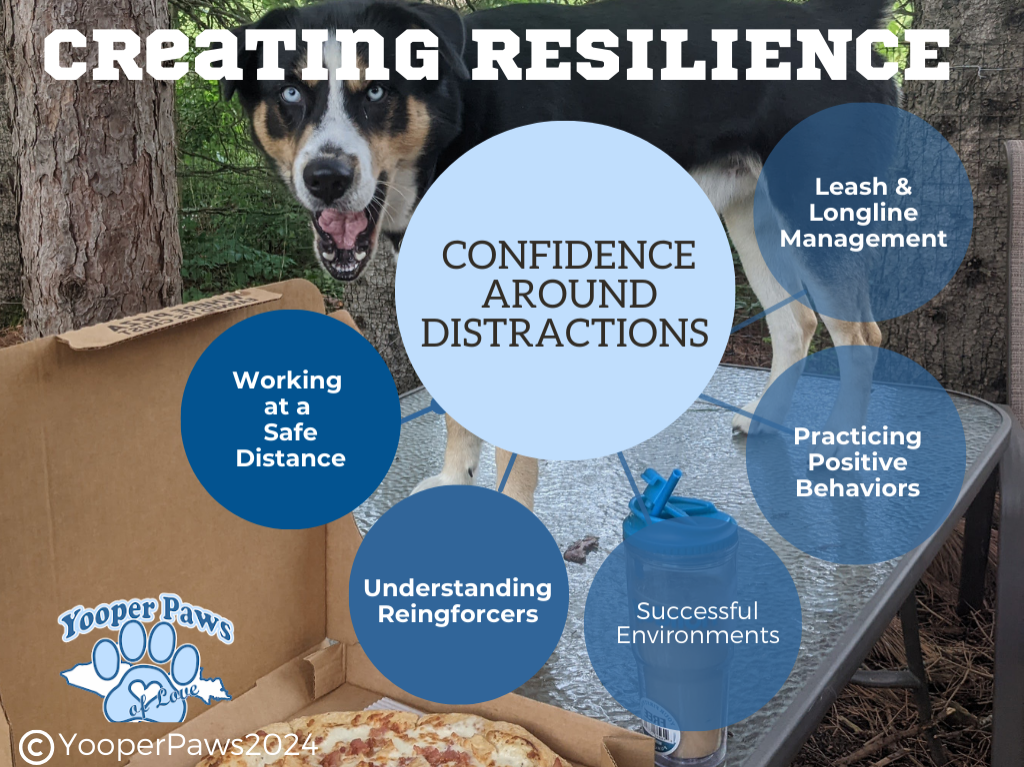 Distracted Dogs Workshop thumbnail