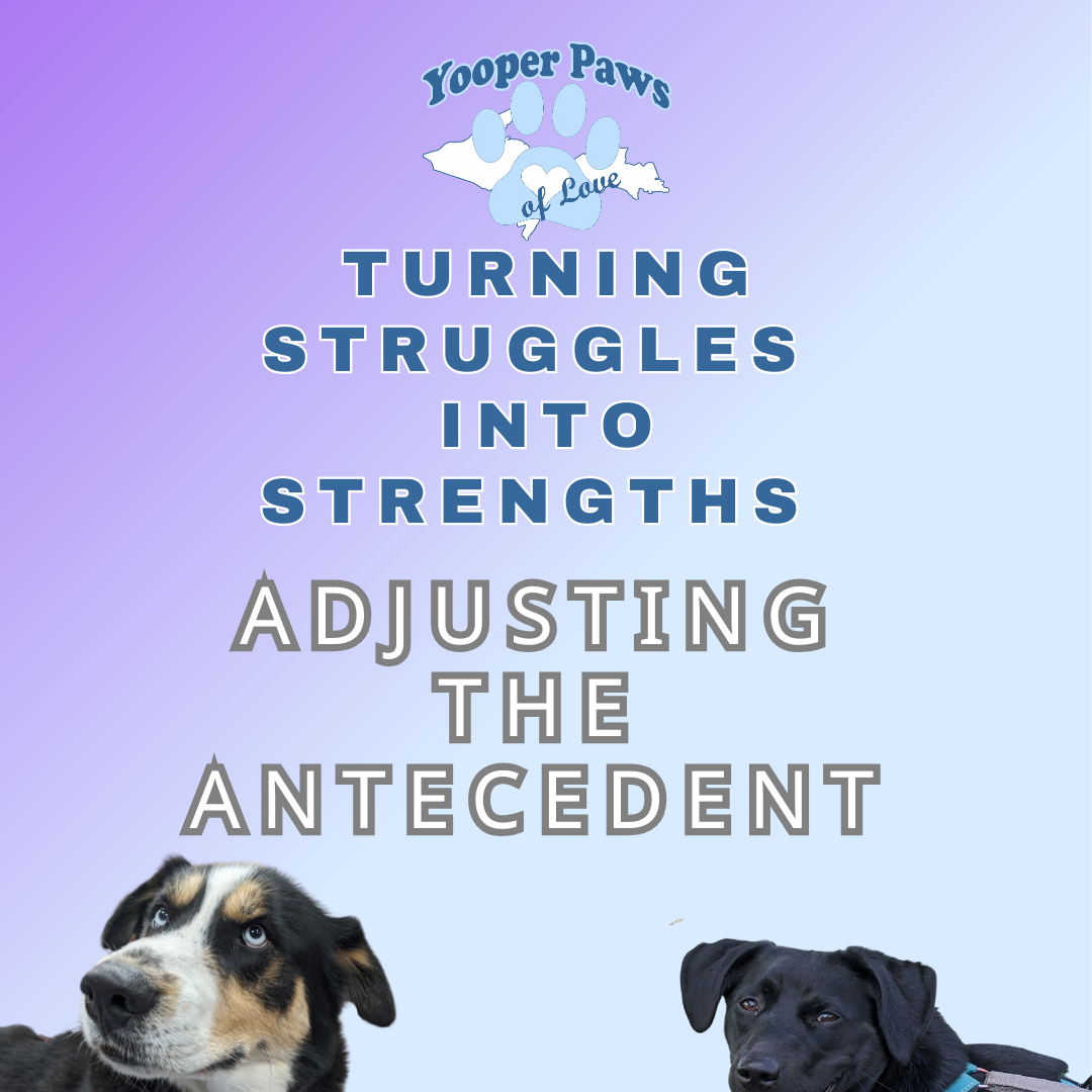 Anticipating Anticedents thumbnail