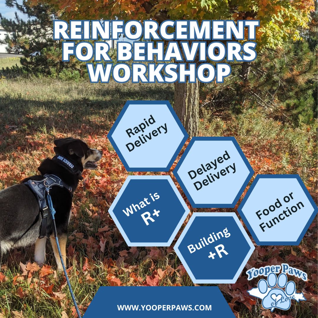 Reinforcement for Behaviors Workshop thumbnail