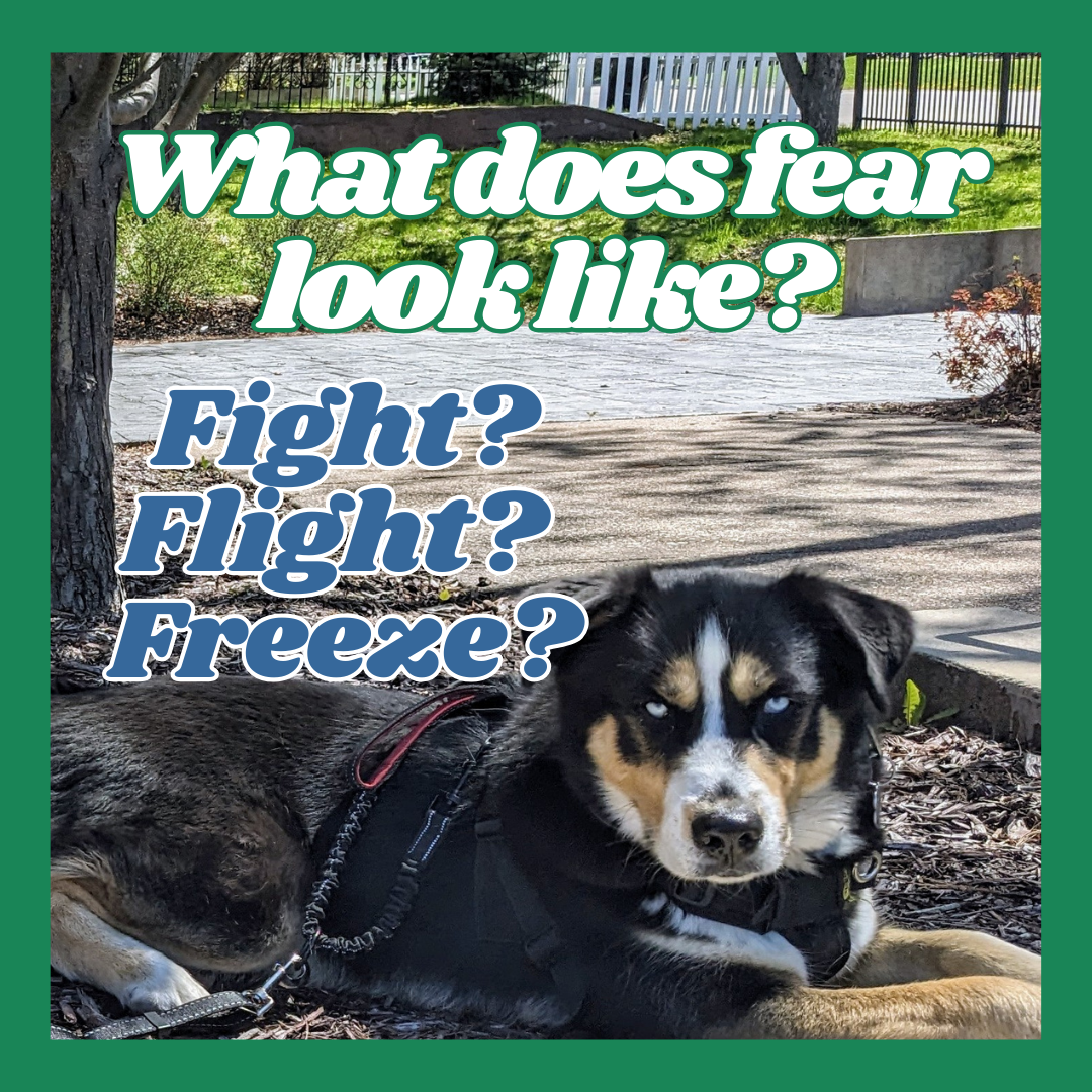 Fear has many faces! thumbnail