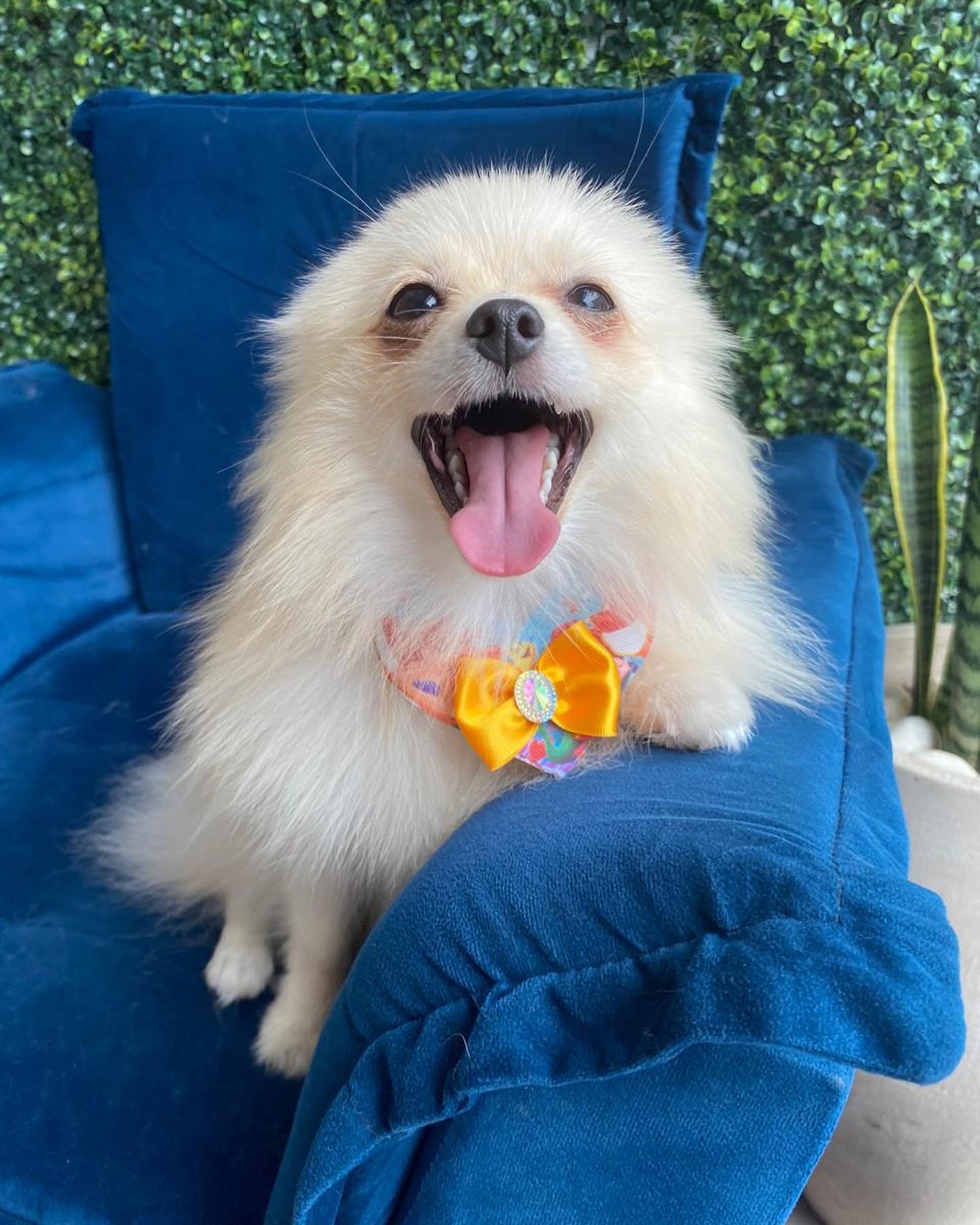 Um sorrisão de princesa pra alegrar seu dia ☀️👑💝