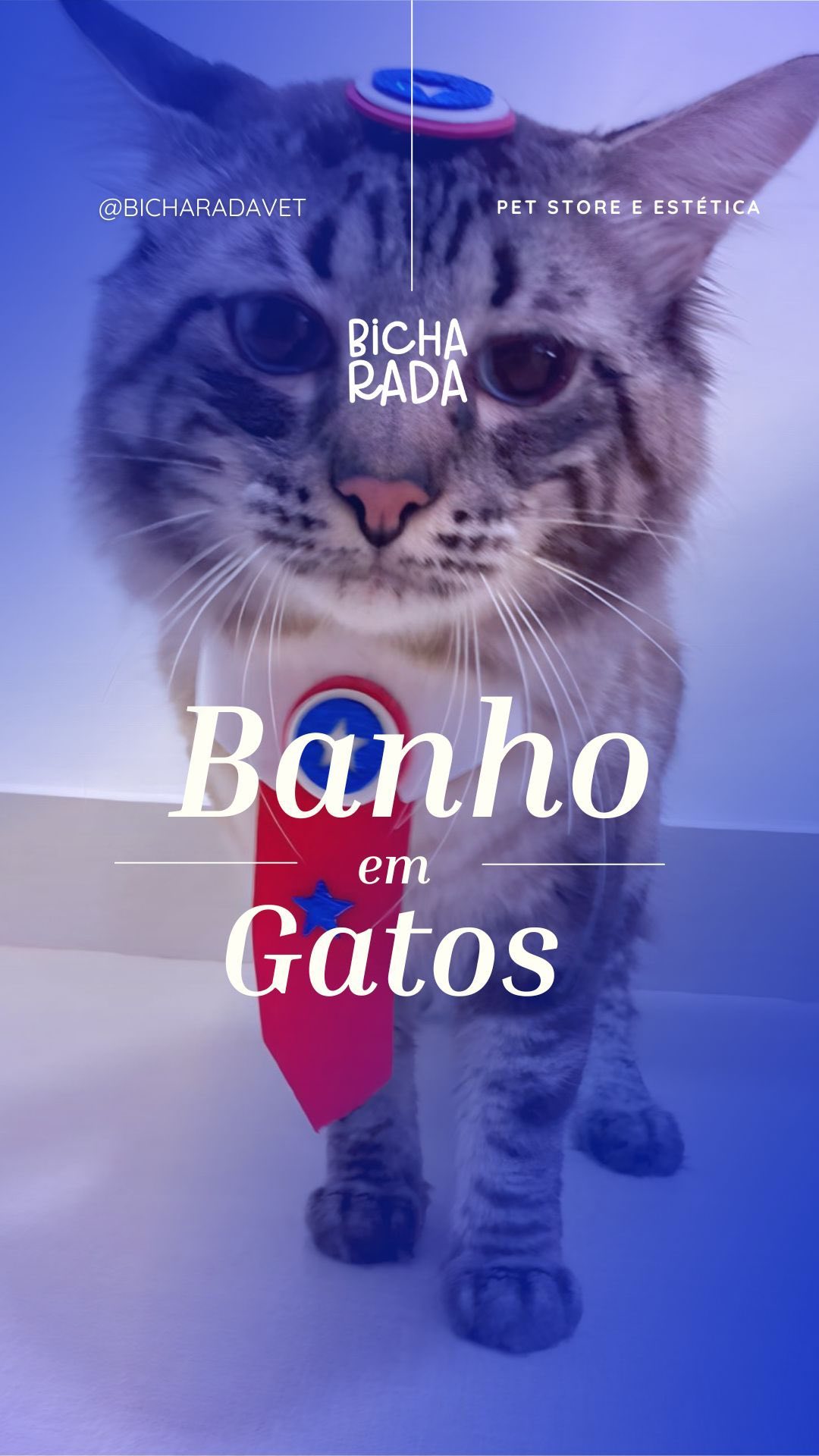 Venha conhecer a experiência sofisticada do nosso pet  store, destacando especialmente o banho de gatos 🐱 

Proporcionam