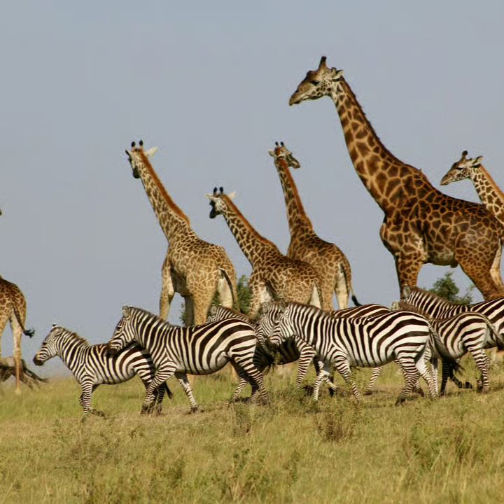 Nairobi | 3 Days, 2 Nights Maasai Mara Group Safari | GetYourGuide thumbnail