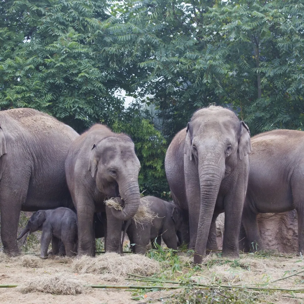 Dublin Zoo - One of the World's Oldest Zoo's Fun for all the Family thumbnail