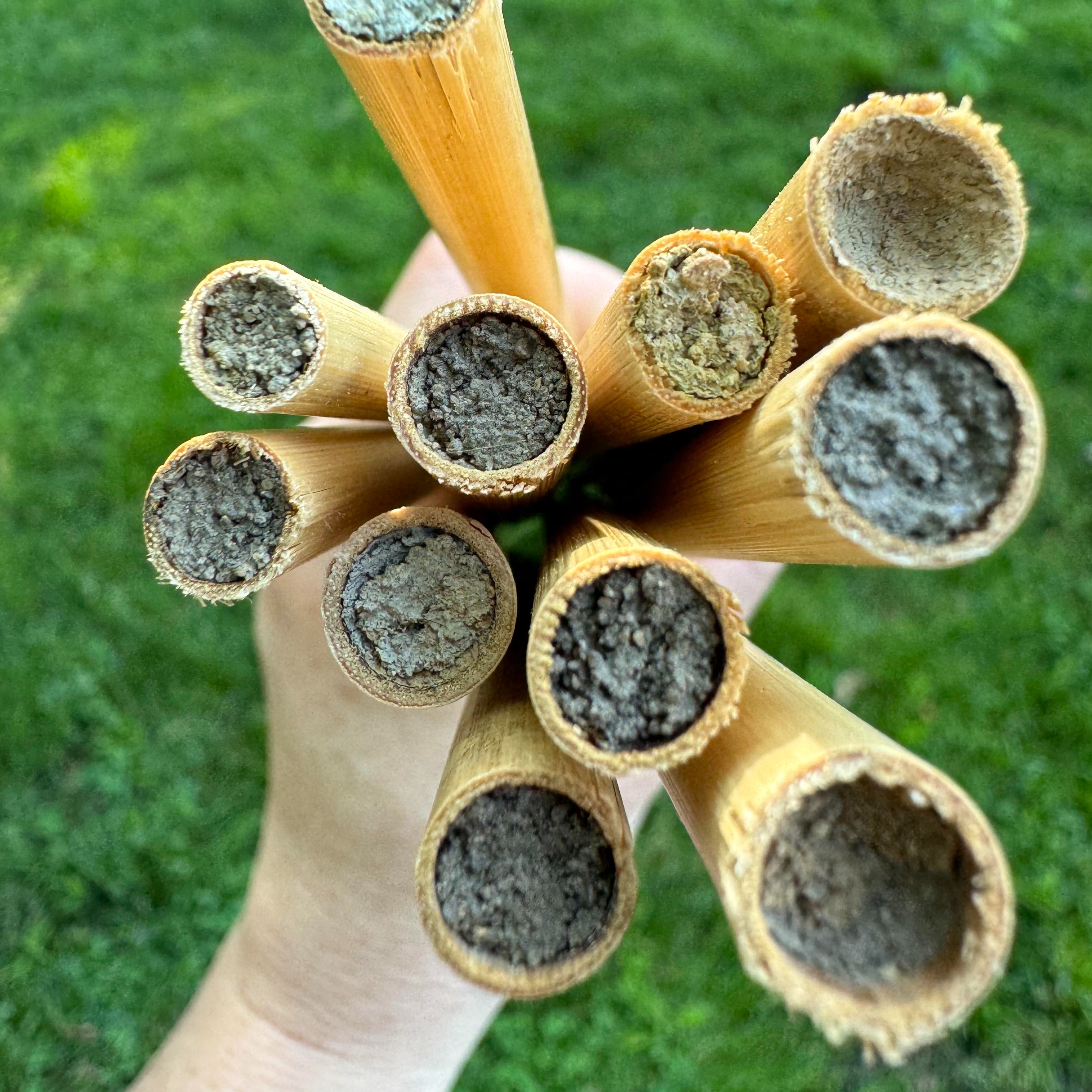 Raising Spring Mason Bees thumbnail