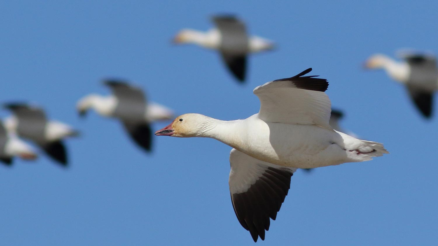 Avian Influenza Outbreak: Should You Take Down Your Bird Feeders? thumbnail