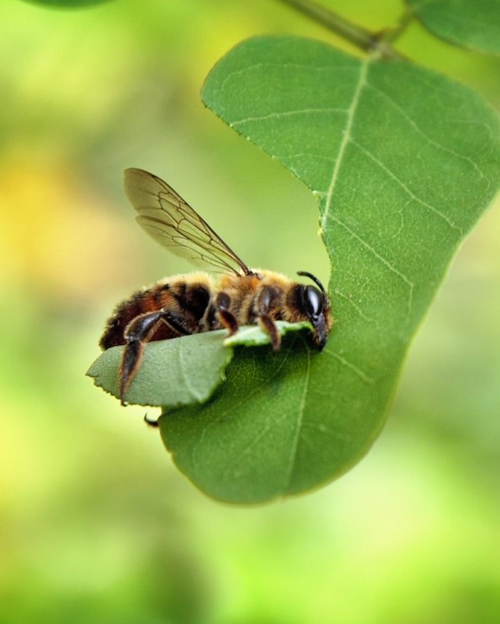 Event: Raising Summer Leafcutter  Bees thumbnail