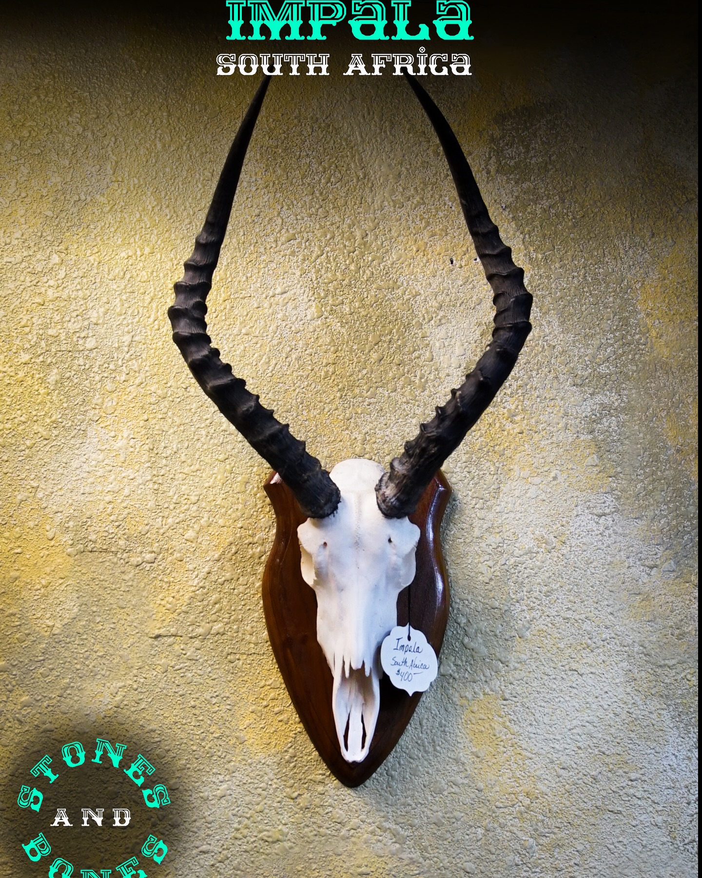 Step into the world of ancient mysteries at Stones and Bones in Billings! We are excited to showcase a stunning Impala s