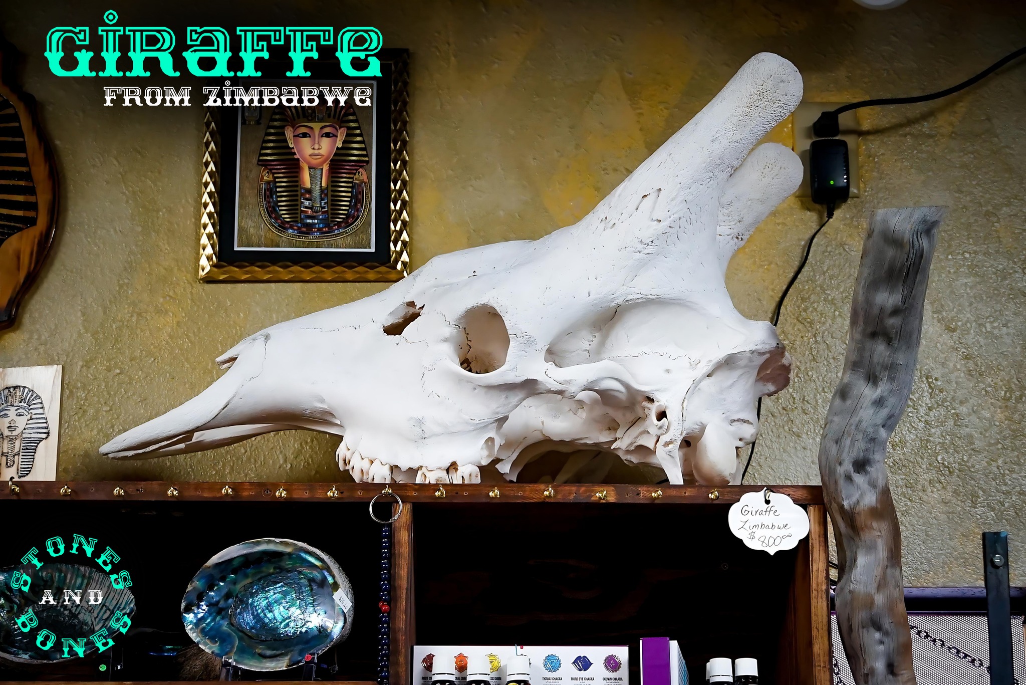 Discover a stunning piece of natural history with this perfectly preserved giraffe skull from Zimbabwe. This exceptional