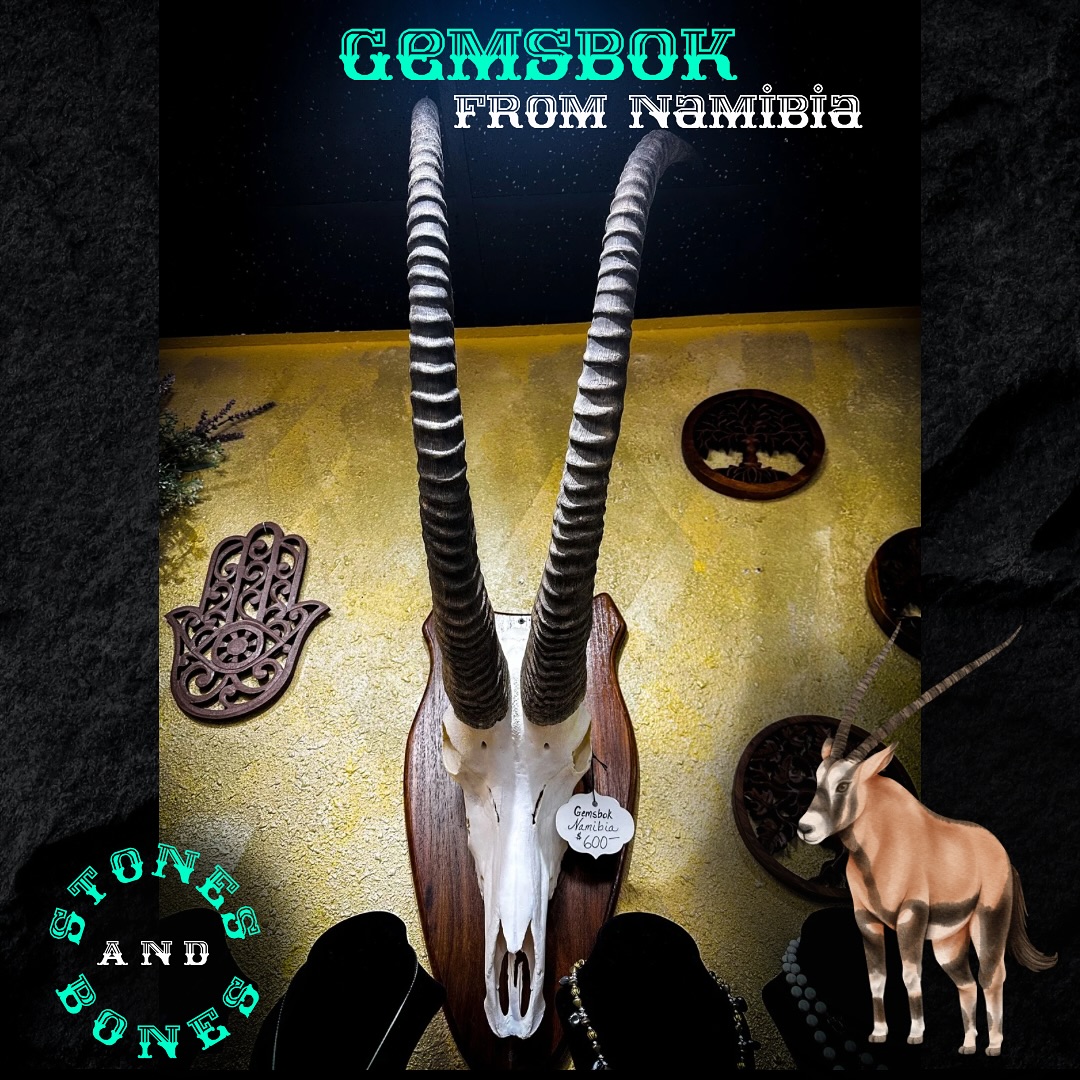 Unearth the wild beauty of Namibia with a stunning Gemsbok skull! This exquisite piece is a true testament to the majest