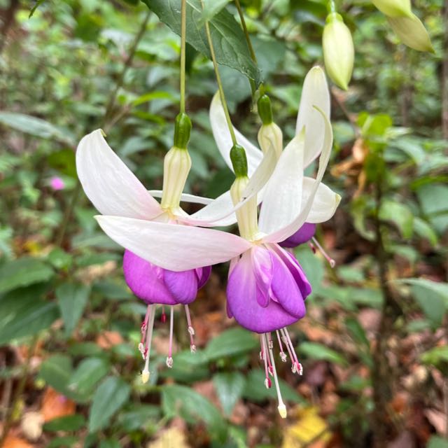 Join the Fluentbody WhatsApp Group for updates & events thumbnail