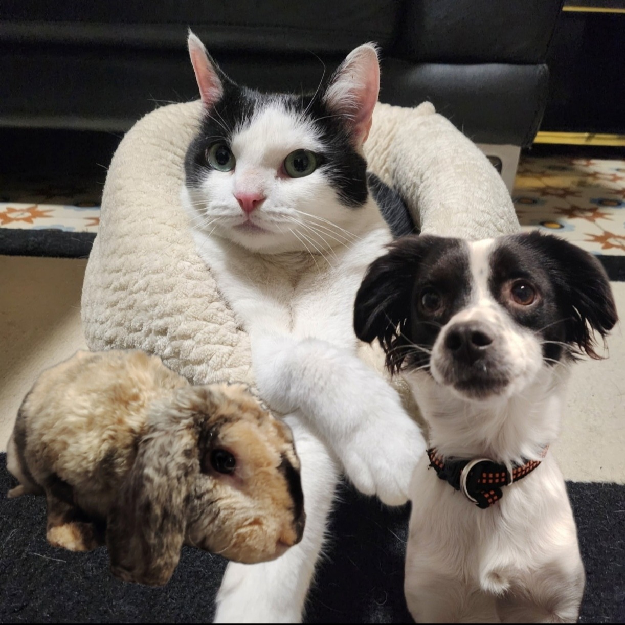 Nos petits protégés 🐈🐕🐇🐹 à l'adoption thumbnail