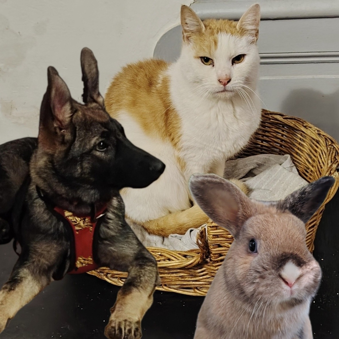 Nos animaux 🐈🐕🐇🐹 à l'adoption sur Seconde Chance thumbnail