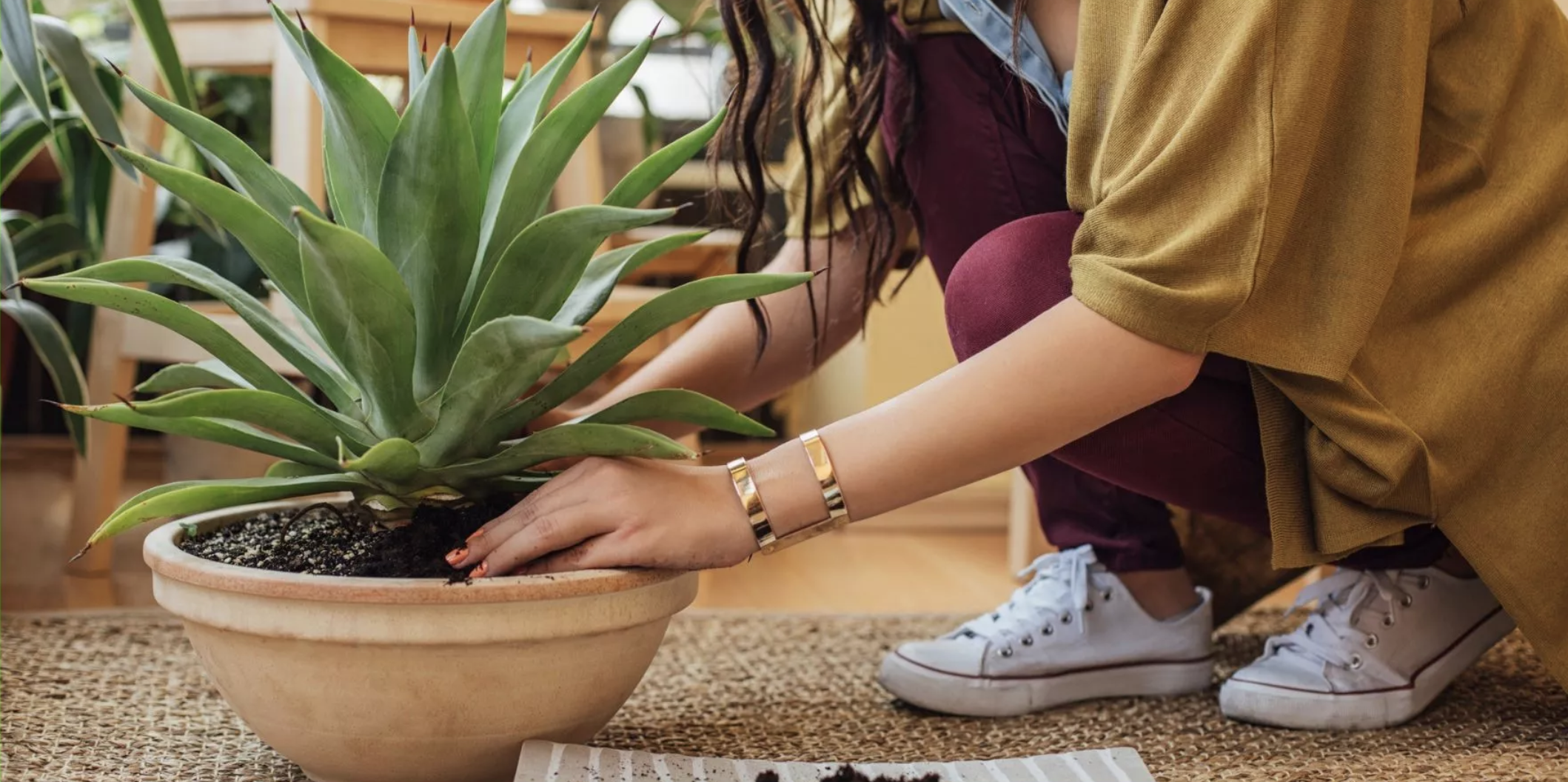 My Imperfect Life guide on low-maintenance indoor plants thumbnail