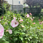  Garden Tour thumbnail