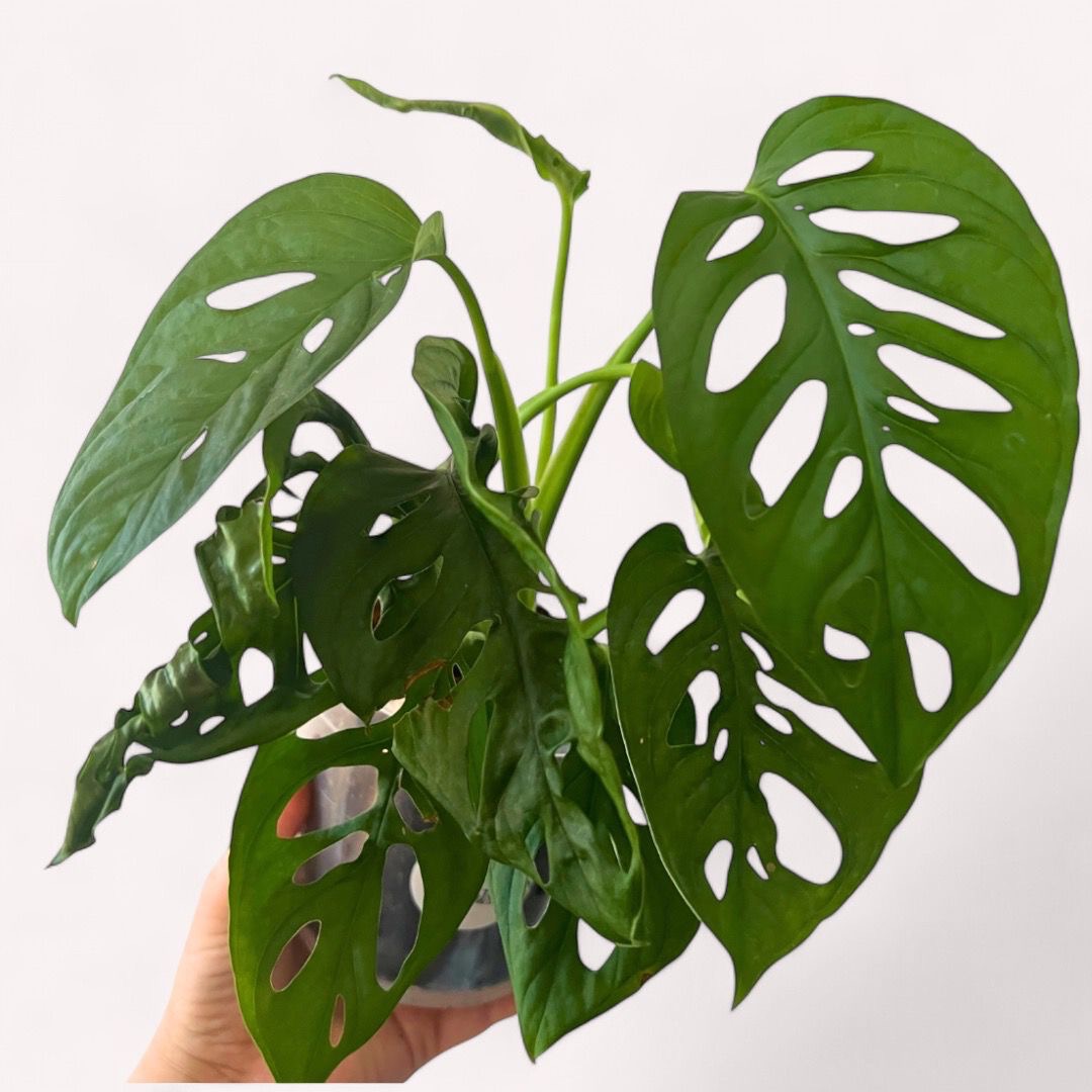 🌴 Piante in vendita thumbnail