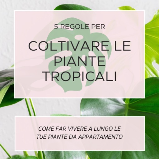 📒 Guida PDF Piante Tropicali thumbnail