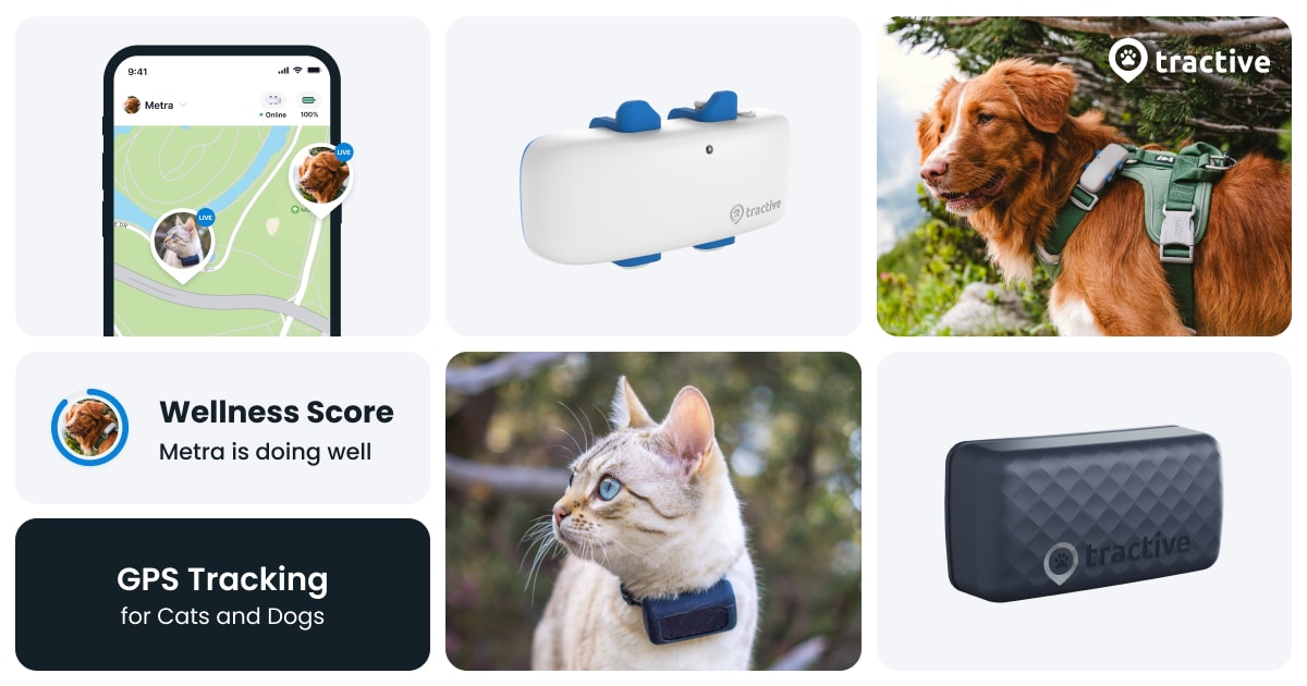 Tractive - No. 1 GPS Tracker for Cats and Dogs - Worldwide thumbnail