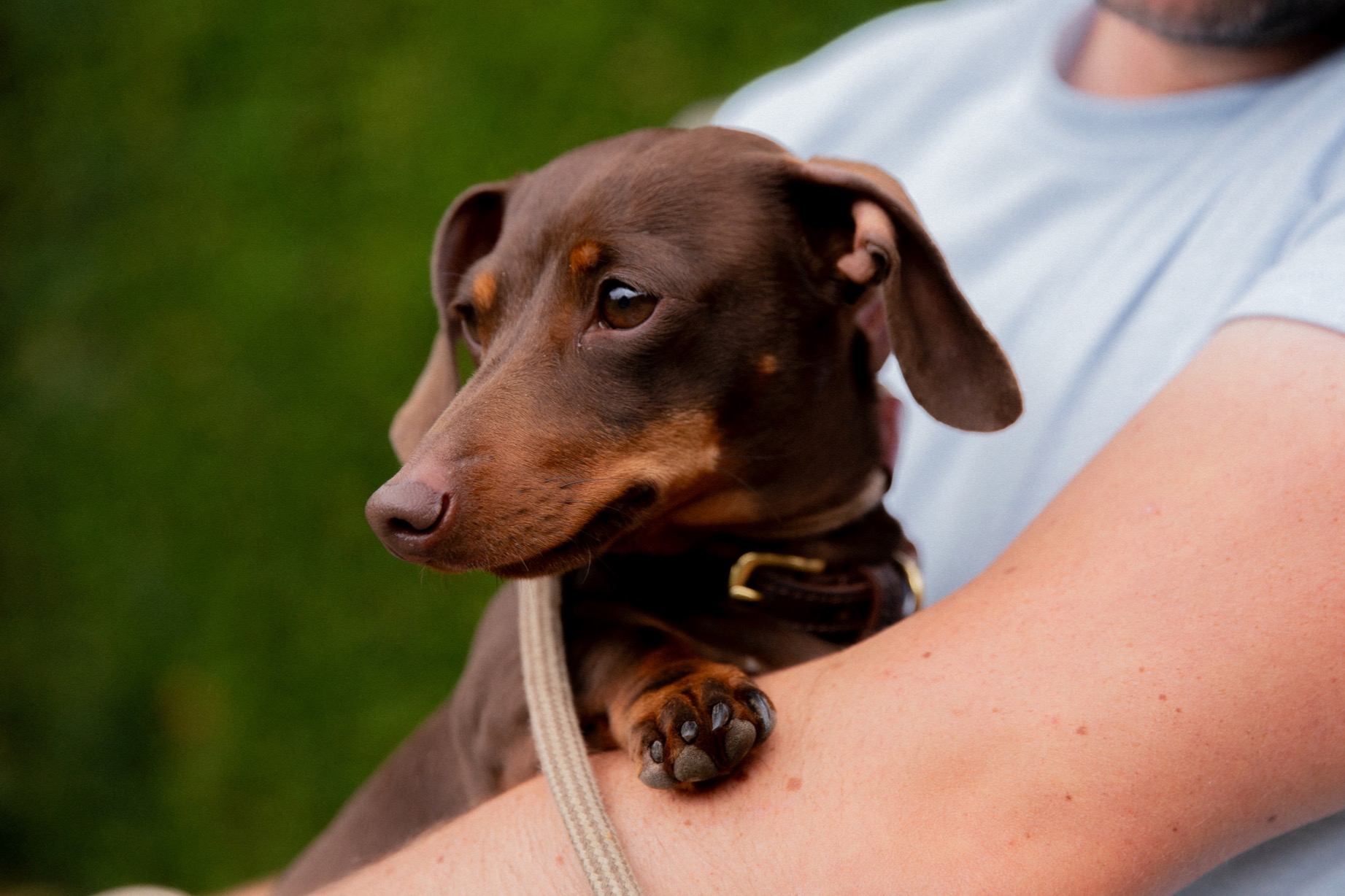 The Puppy Survival Guide thumbnail