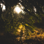 Meditation Artist - BecomingPresent.earth thumbnail