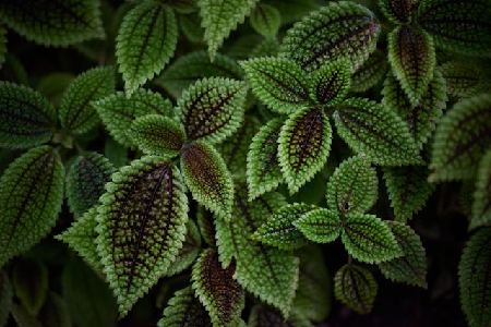 Plant Pay-in-4 Links thumbnail