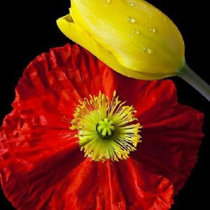 Nature Fotos thumbnail