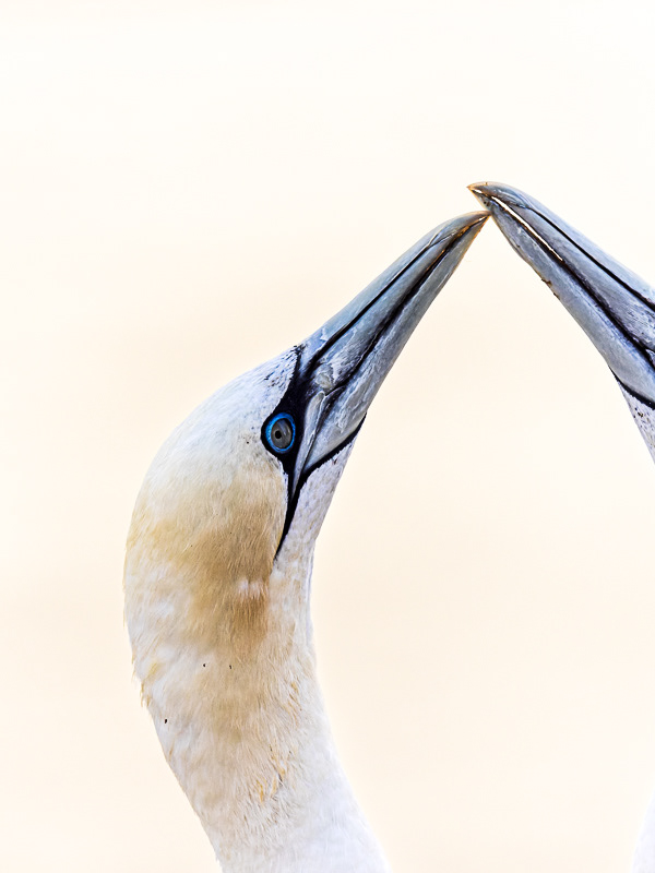 Angela Schwinning · Portfolio thumbnail