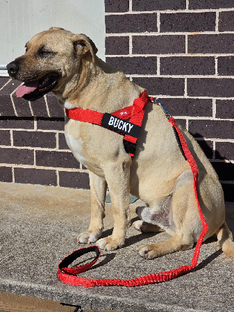 15% discount Dog Friendly Co link - code: RENEEPOLKS15 thumbnail