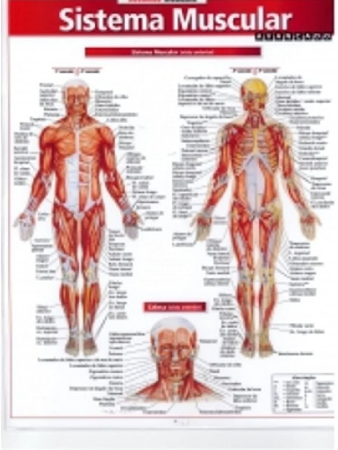 Sistema Muscular Avançado  thumbnail