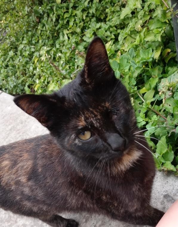 Stray Cat Alliance thumbnail