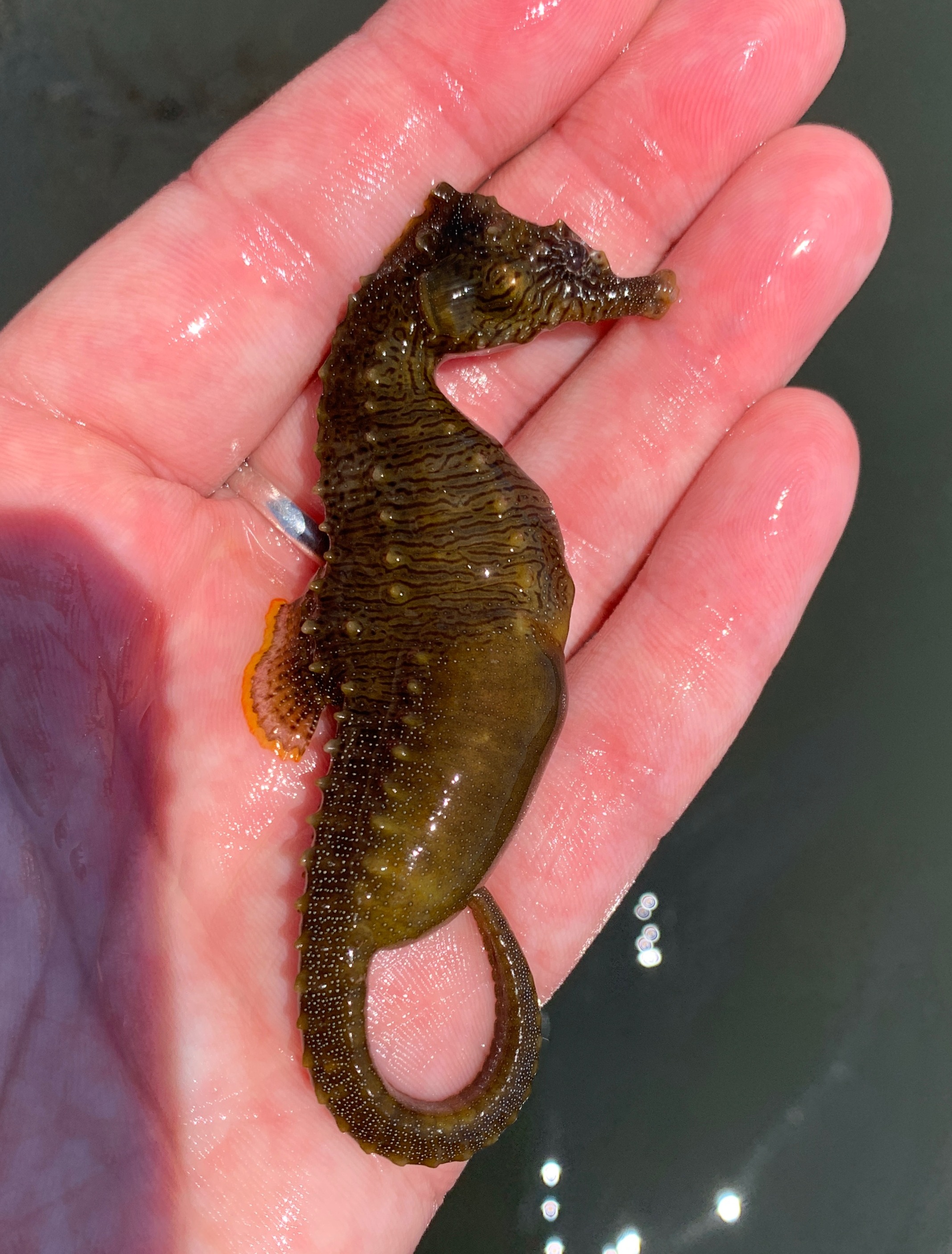 Adopt a Species thumbnail