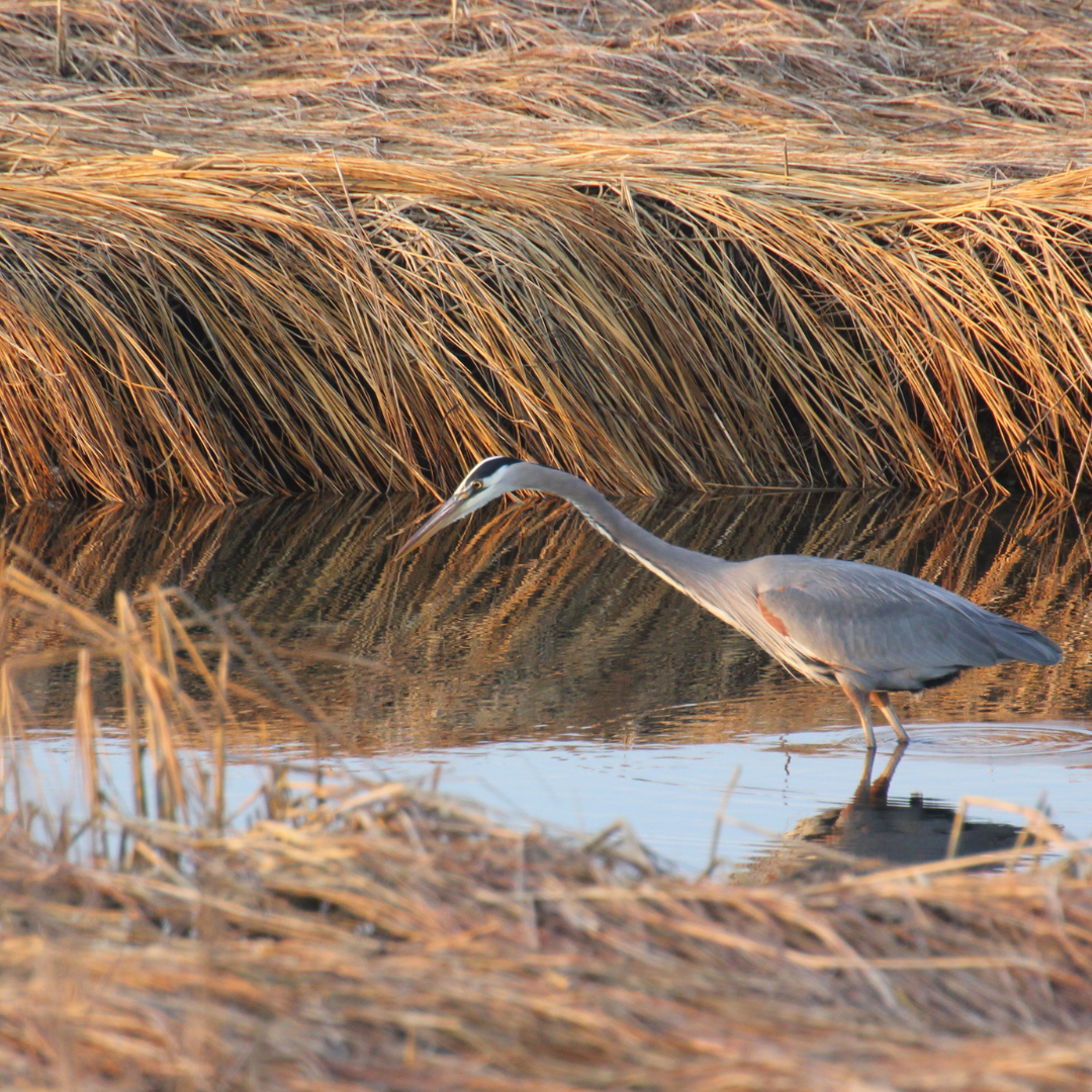 Marsh Madness- Tiana Bayside Marsh Clean Up thumbnail