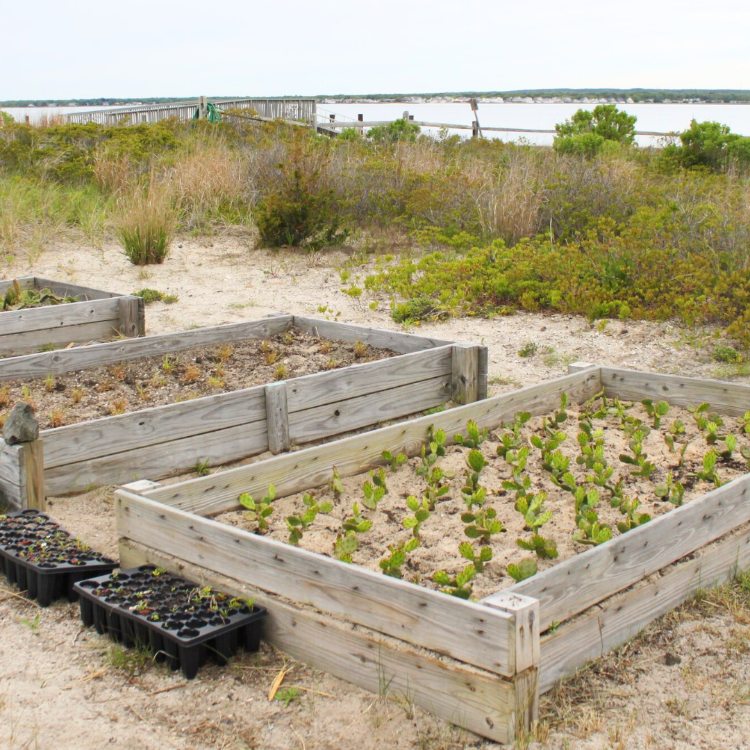 Blog Post: Tiana Coastal Garden Update thumbnail