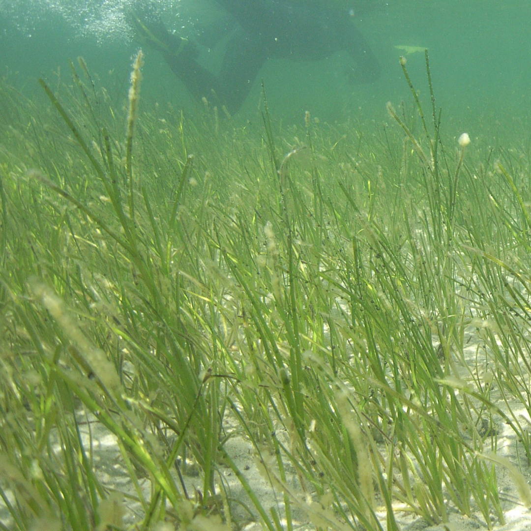 Sag Harbor Stewardship Site  thumbnail