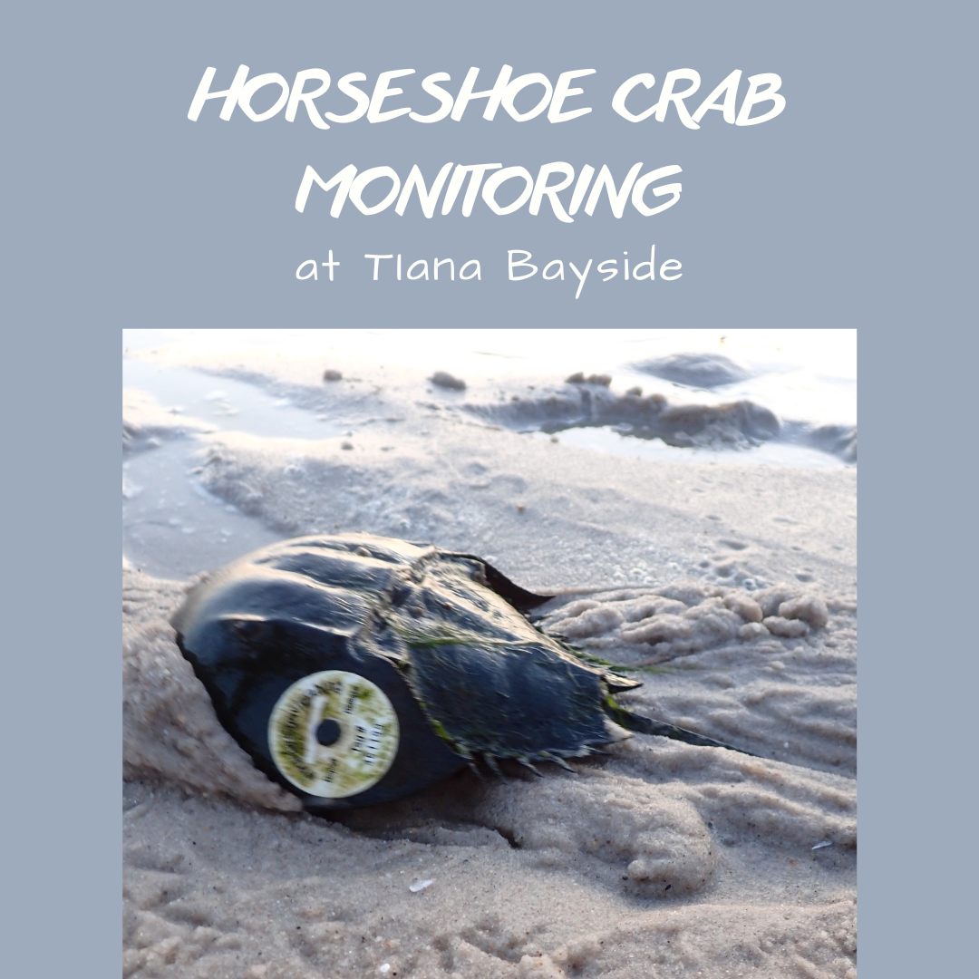 SIGN UP! Horseshoe Crab Monitoring at Tiana Bayside thumbnail