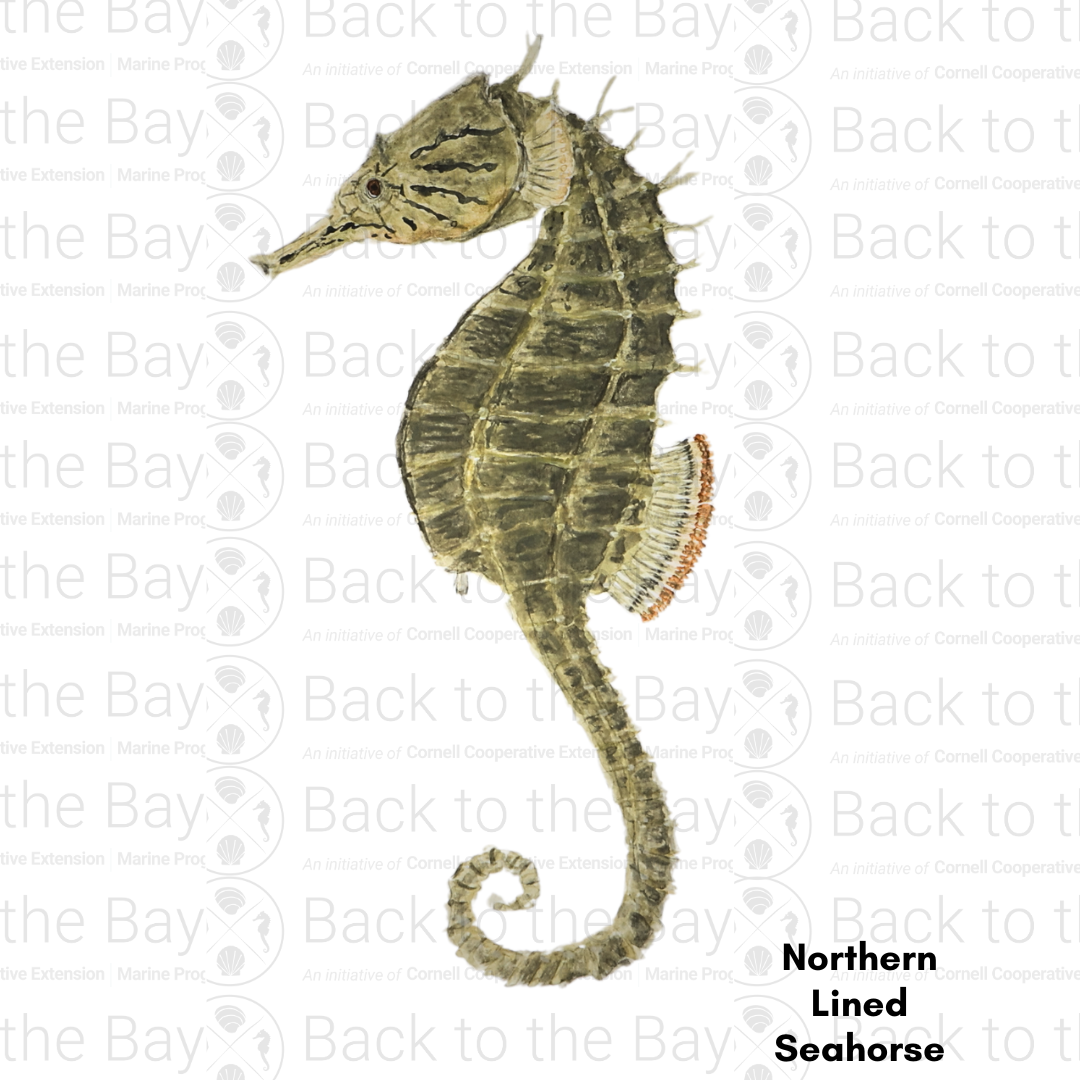 July Species of the Month thumbnail